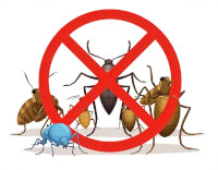 Disinfestazione