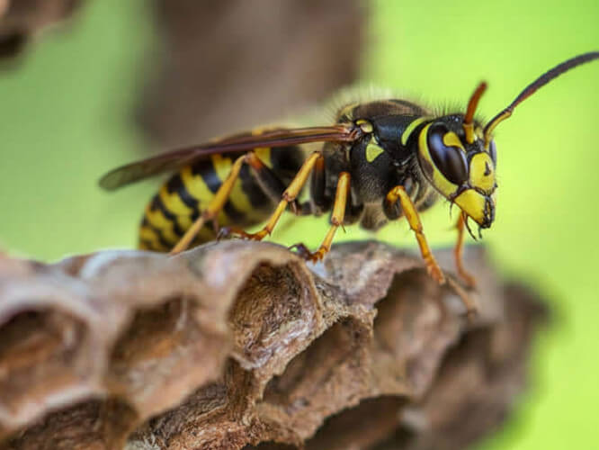 Vespa comune con strisce giallo-nere su nido di carta - macro ravvicinata